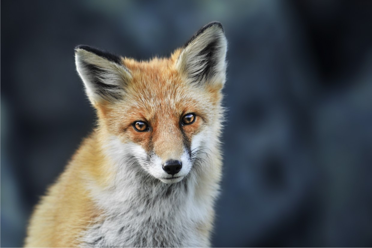 Renard à tête rouge Renard à tête rouge